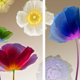 Poppies, flowers, floral, blue, purple, floating, color photography, tryptch