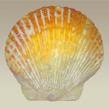 photography, sea shell, clam shell, beach ocean, collect sea shells, 