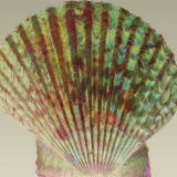 green, shell, sea shell, ocean, beach, photography, clam shell