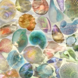 river shells, sea shells, pastel colors, beach, sand, ocean, sea shell collection