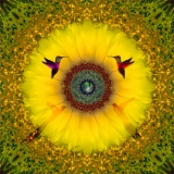 photography, humming birds, sunflower, yellow
