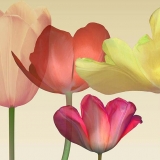 Tulips, Floral, Yellow, Red, Photography, Acrylic, Floating