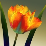 floral, flower, tulip, yellow, orange, green, photography, photography on canvas, garden